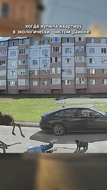 лось