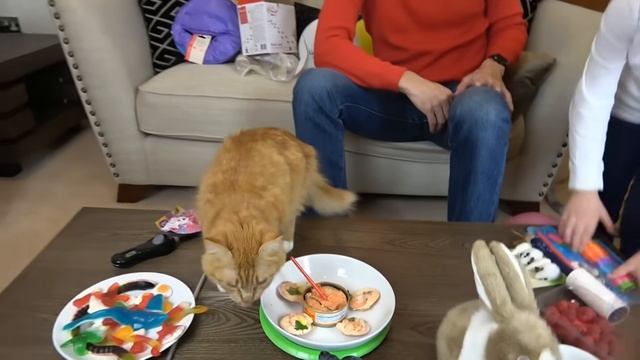 Мистер Макс День Рождения Кошечки Мурки ⧸ 5 этажный дом и Кролик в подарок
