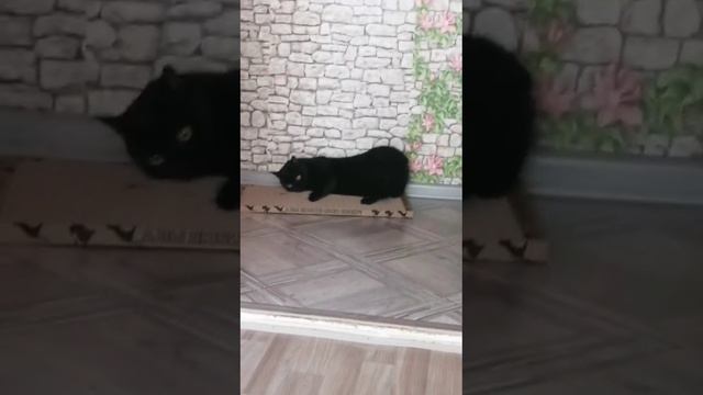 Когтеточка хорошая, кот сразу оценил❤️