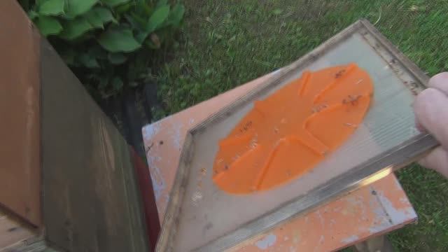 Дела текущие у пчёл в огороде (сюжет 23)