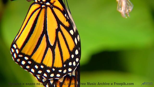 Вы не гуляли по лесу, пока не услышали этот саундтрек! - Incoming -- Ketsa -- Equinox Rising