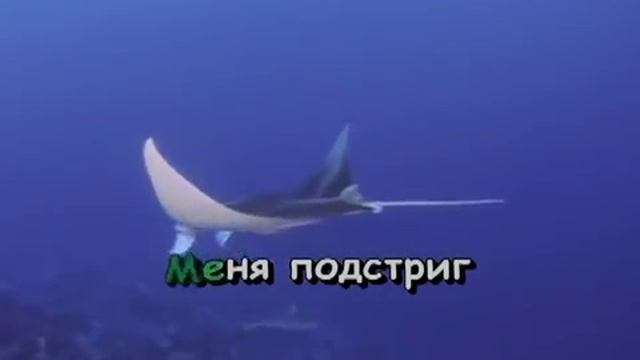 Яблони - Ляпис Трубецкой