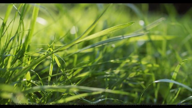 Мелодия шепчет, как звучит настоящее спокойствие - Sunset Moments -- Scott Holmes Music -- Music for