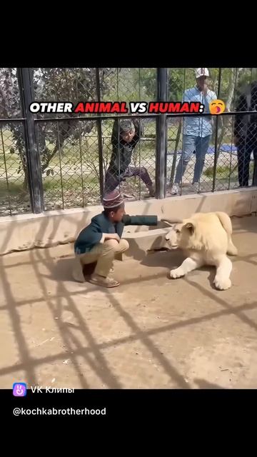clip-227017288_456247506.mp4