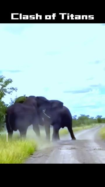 U3U23DwkIO0 - Clash of Titans： Elephants fight #shorts  #animals #viral #vizard #wildlife