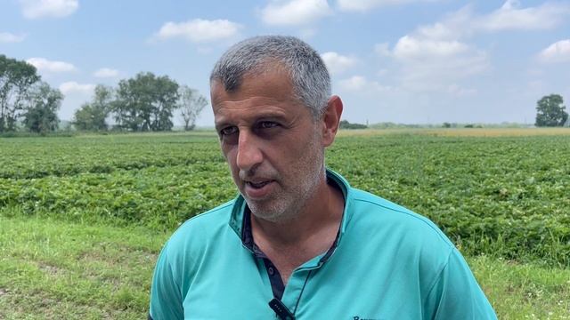 11-06-2025 г. Третий год житель х.Игнатьевский Сергей Тепоян занимается выращиванием клубники