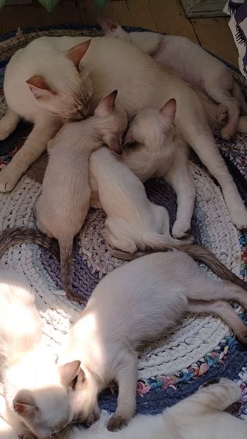 Кошки и котята