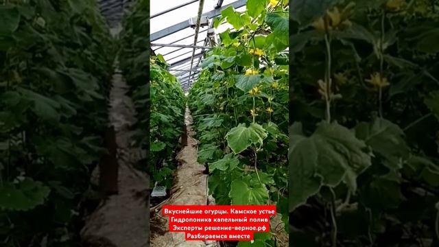 Как вырастить вкусные огурцы? Камское Устье капельный