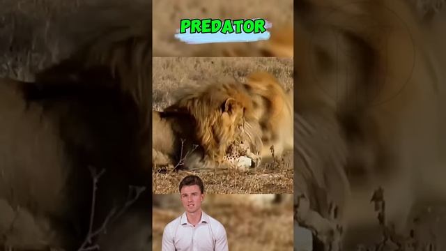 Jp8VYrJMHN8 - ＂Clash of Titans： The Leopard's Final Battle＂ #shorts #animals #wildlifetales #lion