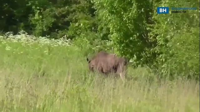 Во Владимирской области заметили лося