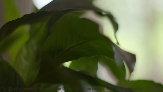 Звук, от которого СХОДЯТ С УМА! - Expansion -- Ihsan + The Cabinet of Dr. Caligari -- Unnamed album
