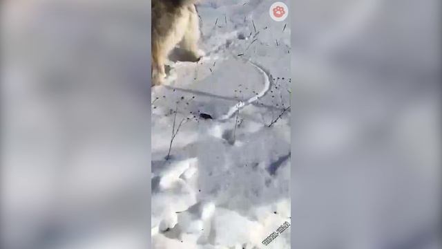 Забавные животные 11