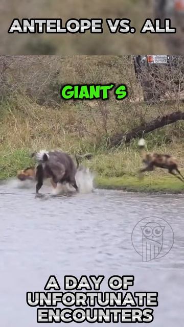 VcrOqStYtIg - Antelope vs. All： A Day of Unfortunate Encounters #shorts #nature #animals