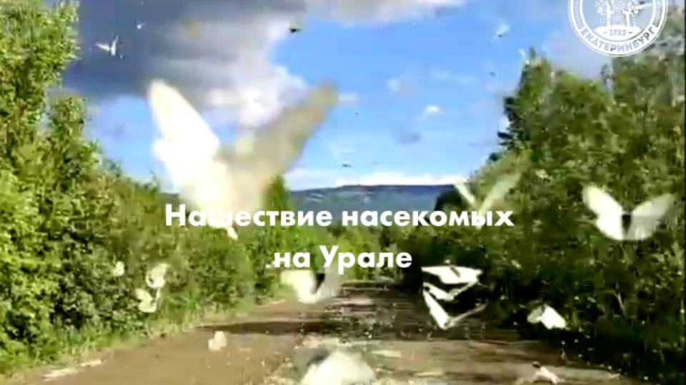 Нашествие насекомых на Урале