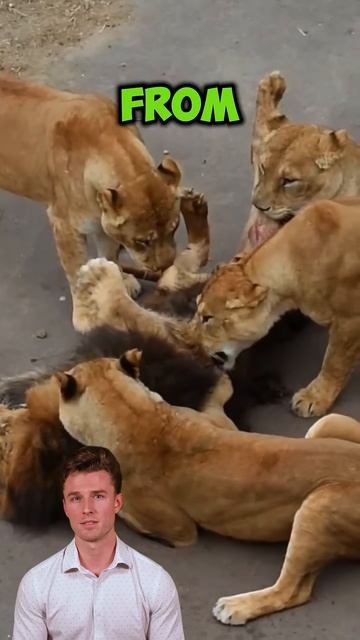 Wdx5F_ihqDs - The price to pay for an arrogant lion ｜ The life of wild animals #wildanimals #lions#s