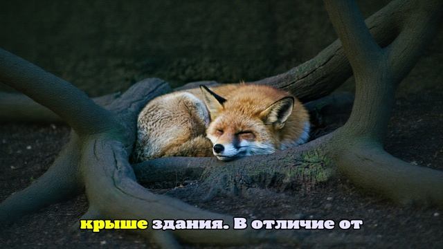 Лисы оккупировали крышу нового офиса Google в Лондоне