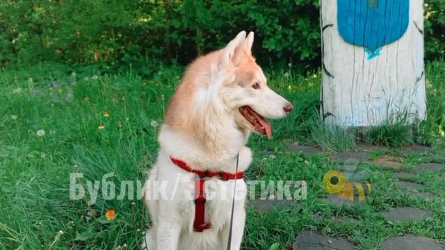 эстетика Бублик на ВК Лапки🙌🏻