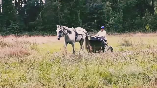 24 км. от Москвы. "Вашу лошадку снимаю.."...._