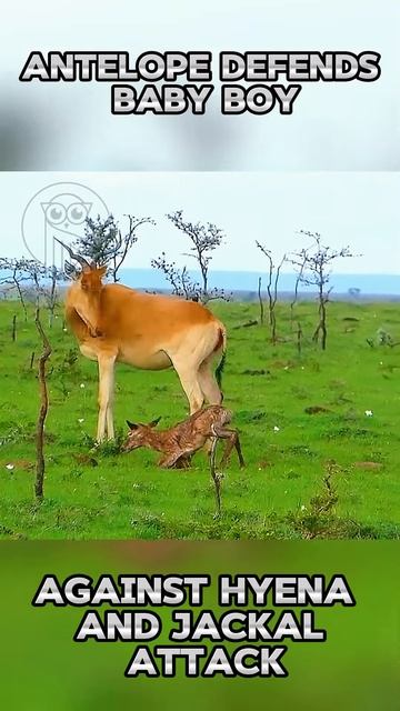NjSLy2e5-Qc - Antelope Defends Baby Boy Against Hyena and Jackal Attack #shorts #nature #animals #an