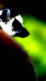 Камера сняла что-то необъяснимое