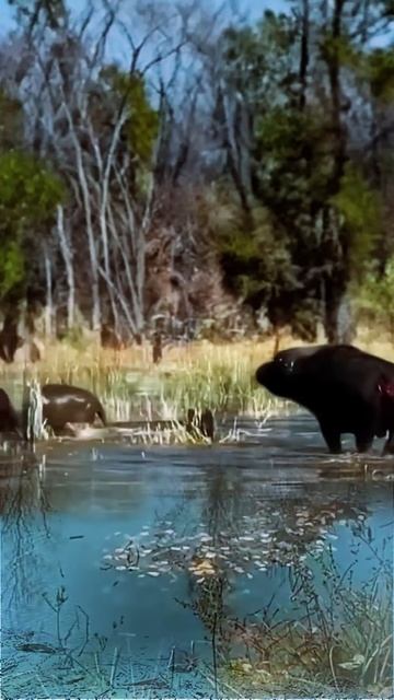 VCzLXxHxsgE - The buffalo used all his strength to hit the lion｜｜ #shorts #facts #animal  #viral #wi