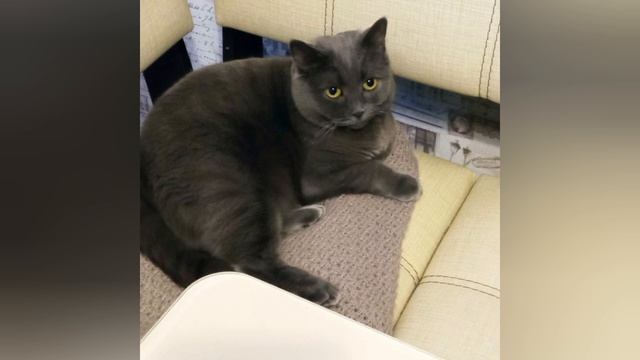наша кошка Марго