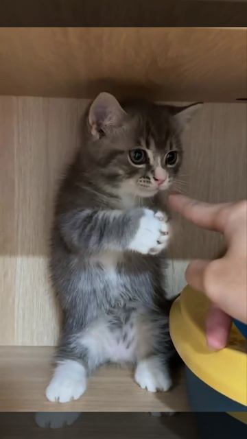 Воин)))