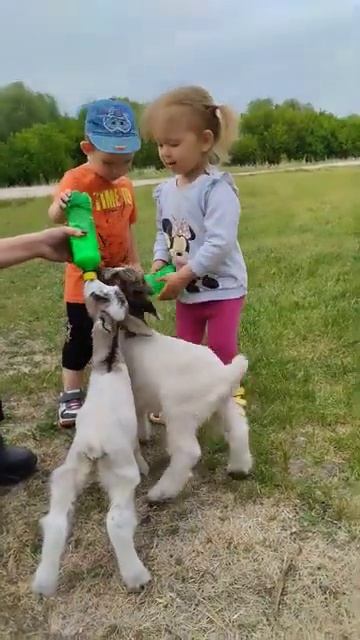 Наша миниферма лучше любого контактного зоопарка.