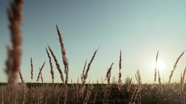 Поля и леса запоминаются навсегда вместе с этим ритмом - Depth of You -- Independent Music Licensing