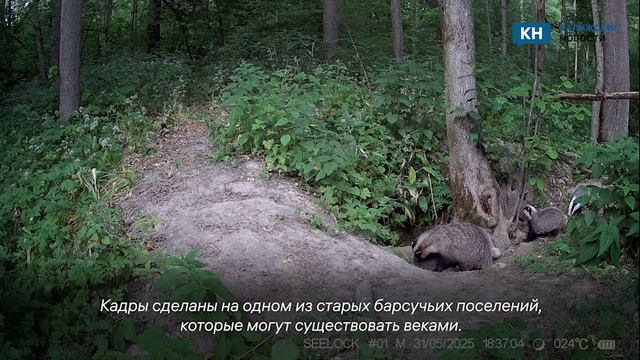 Фотоловушки калужского заповедника запечатлели барсучье семейство с потомством