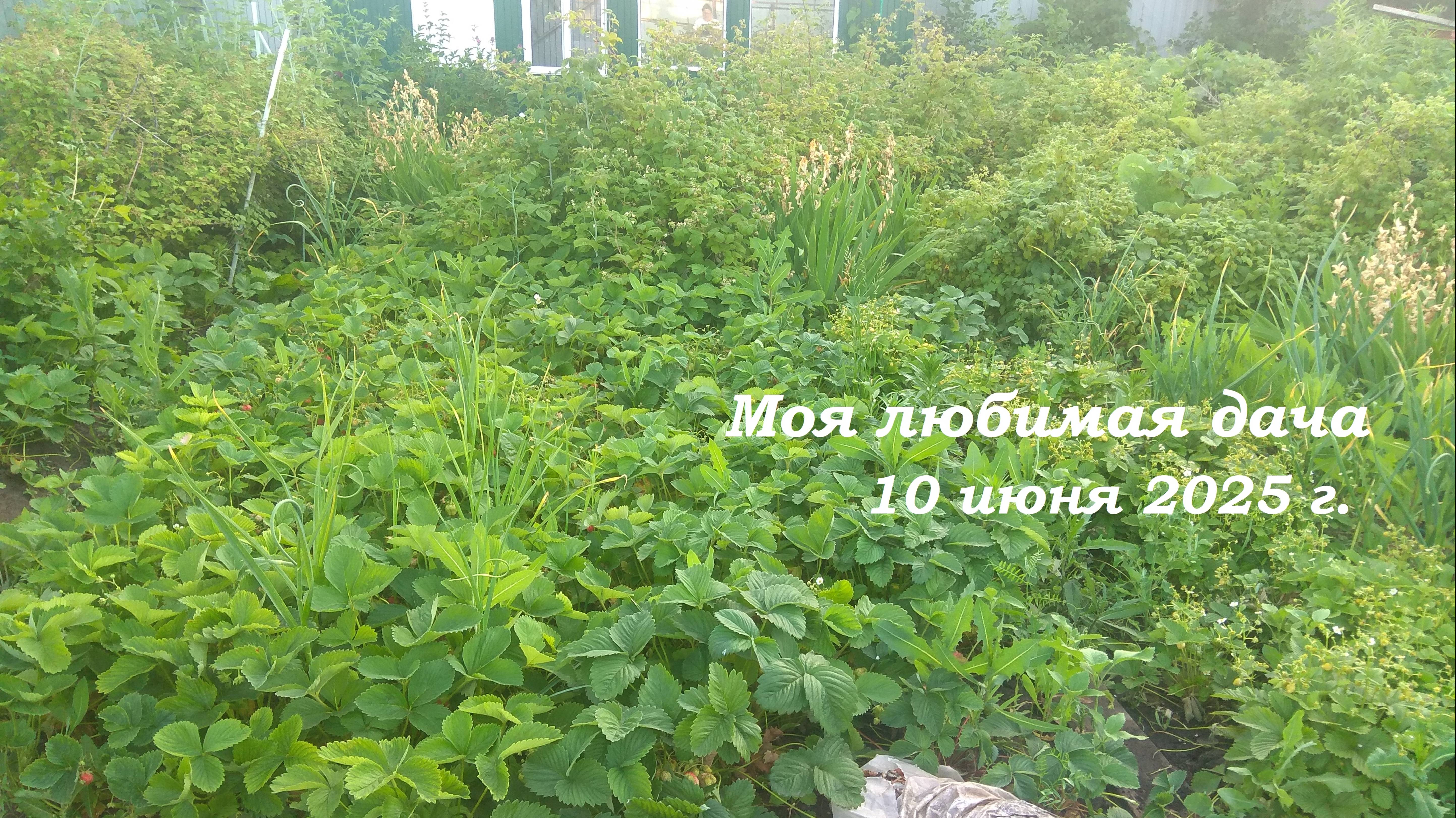 10 июня 2025 _ Моя любимая дача