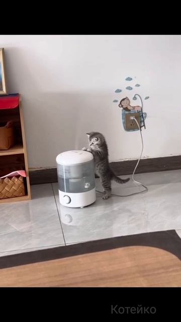 Кото увлажнитель