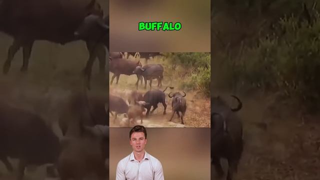 IjE75nFw1Y8 - ＊＊＂Revenge of the Herd： Unity Overcomes the Predator＂＊＊ #shorts #animals #wildanimals