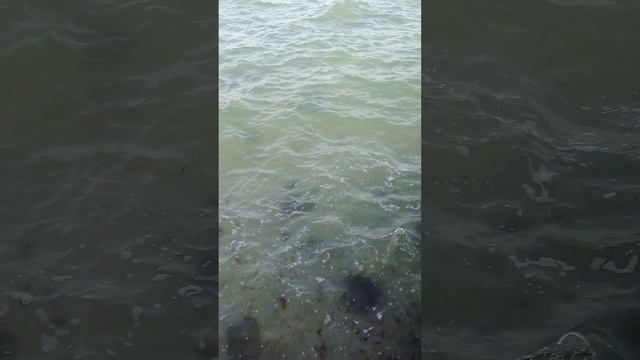 море