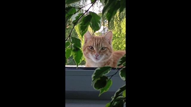 Кот. Фокс