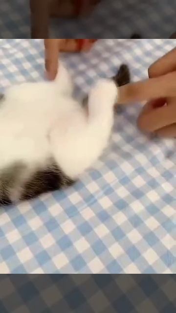 Мяучик 17