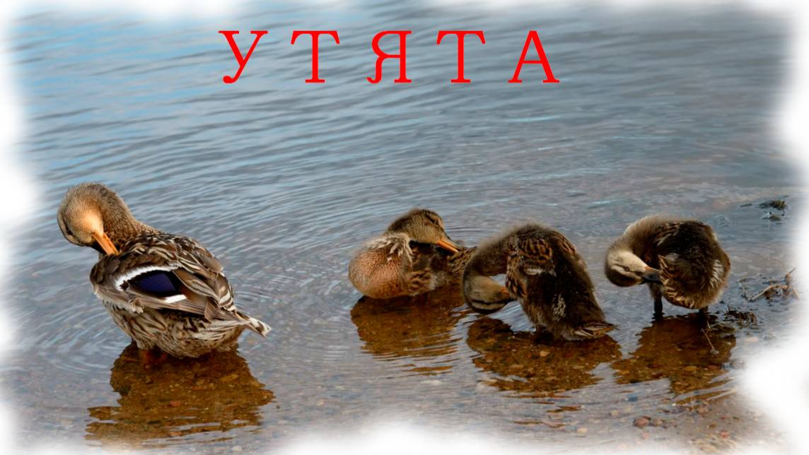 Утята в деле.