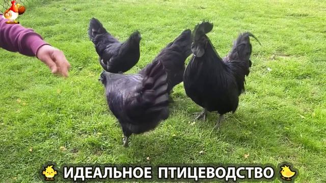Идеальное птицеводство достойно восхищения 🐓🦆🦢🦚🦃🐔 эпизод (245)