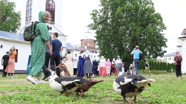 Утиные истории