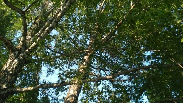 20250609_200521.mp4