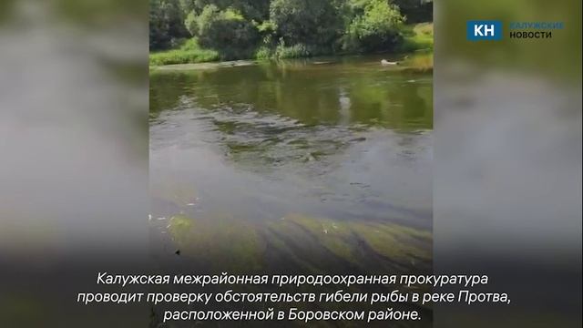 Мор рыбы в Протве проверит калужская прокуратура