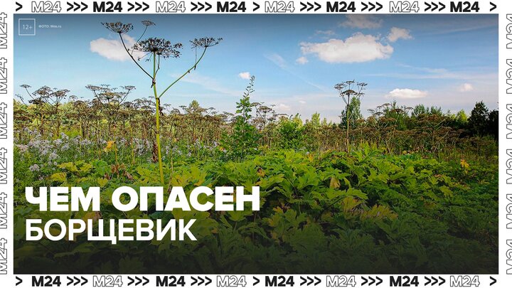 Агрономы предупредили об опасности ядовитого борщевика - Москва 24