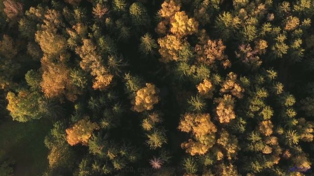 Леса открываются, как книга, под этот трек - Too Many Roads -- One Man Book -- Brand New Sequence