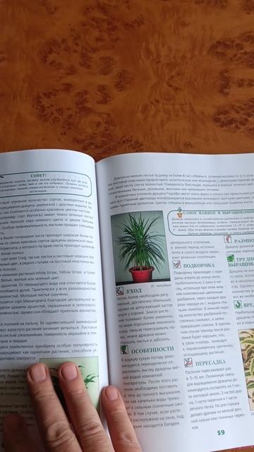 Энциклопедия Комнатные растения