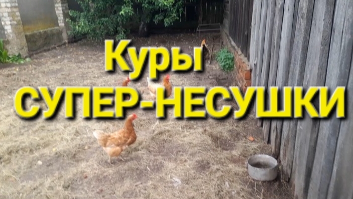 Куры СУПЕР- НЕСУШКИ.