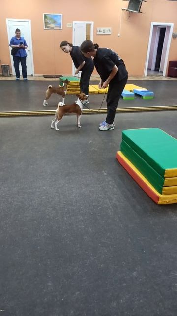 VID-20250605-WA0008.mp4