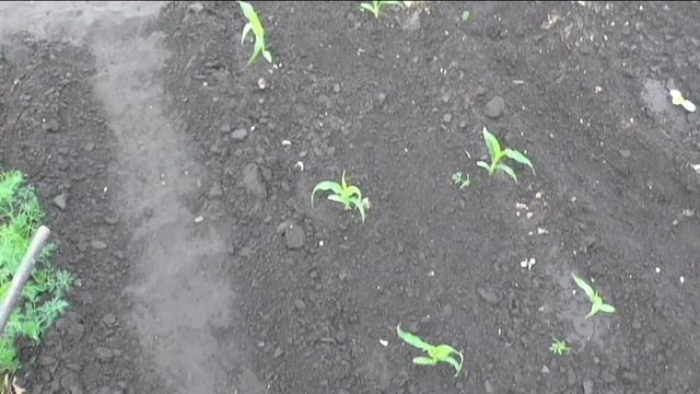 Прореживание всходов на огороде
