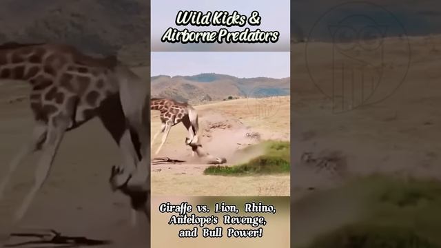 AUWXqr5VXKc - Wild Kicks & Airborne Predators： Giraffe vs. Lion, Rhino, Antelope's Revenge, and Bull