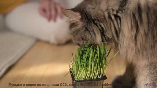 Закройте глаза и представьте его... Эта музыка проведёт вас через мечты! - Angel -- Golden Duck Orch