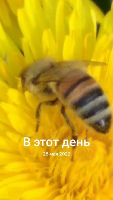 труженица пчела